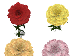 康乃馨花朵C4D模型 Carnation