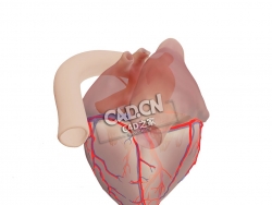 解剖型左心房C4D模型下载 Anatomical heart - left dominance