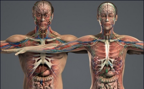 人体解剖3D模型 Human Anatomy Models