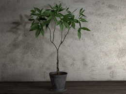 发财树盆景C4D模型 Fortune tree bonsai