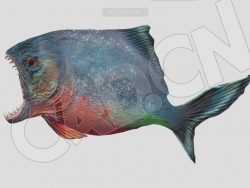 食人鱼游动动画C4D模型