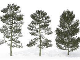 松树C4D模型 Bishop Pine