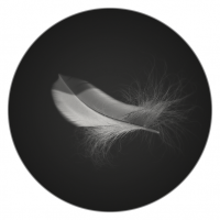 羽毛3D模型 Feather