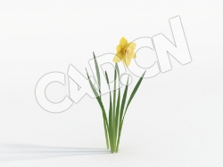 C4D黄色花卉水仙花模型 Narcissus_B
