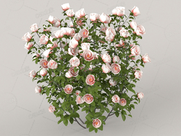 白色浅粉色月季花C4D模型Roses - White - 0.49 m