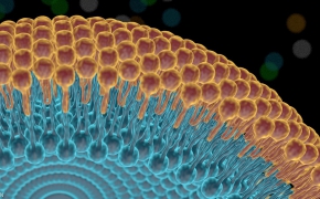 双分子（磷脂双分子教程源文件 自己做的）
