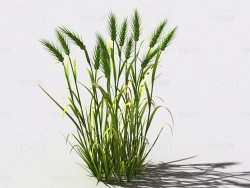 小麦植物C4D模型 wheat-d1