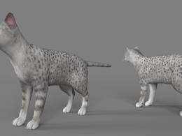 灰色豹纹猫C4D模型 Minx cat 3d model