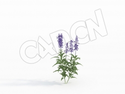 C4D洋苏草香草花卉模型 Salvia_C