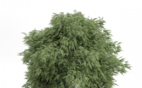 绿树C4D模型 3D TREE