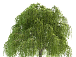 景观树 垂柳 倒垂柳 柳树C4D模型 salix