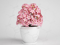 海棠花粉色小花盆栽室内花卉模型下载