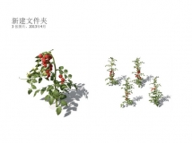 Xforg-植物模型-Agriculture：番茄C4D模型