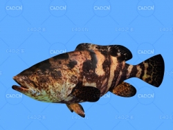 歌利亚石斑鱼C4D绑定动画模型 goliath grouper c4d model