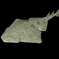 海洋动物模型：鱼3D模型 Angel Shark