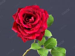 一枝玫瑰花3D扫描模型rose