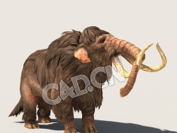 C4D猛犸象模型（包含骨骼绑定动画) Mammoth_Special 3D Model