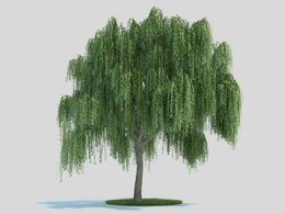 杨柳 景观树 大柳树C4D模型 Salix 3d model