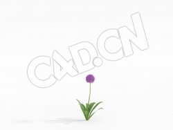 C4D紫色花卉大花葱模型 Allium_A