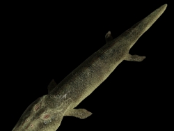 提塔利克鱼 Tiktaalik