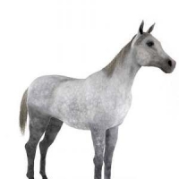 3D白马模型 Masan Wei model