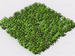 三叶草植物C4D模型 pattern_clover-2