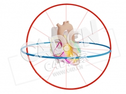 C4D心脏矢量心房激活和分心模型 Vector Atriale Activatie en Afleidingen