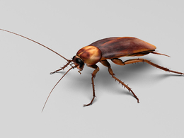 蟑螂绑定3D模型 TurboSquid – Cockroach Rigged