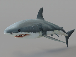 鲨鱼C4D模型 Shark 3d model