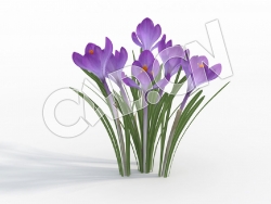 C4D紫色西红花模型 Crocus_H