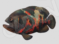 map鱼奥斯卡鱼游泳动画C4D模型