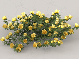 黄色蔷薇花C4D模型Roses - Yellow - 0.19 m