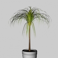 盆景植物C4D模型 Bonsai plants