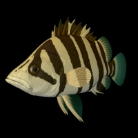海洋鱼模型：印尼虎鱼3D模型 Siamese Tiger