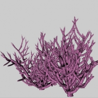 紫珊瑚C4D模型 Purple coral 3d model