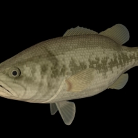 海洋动物模型：鱼3D模型 Black Bass