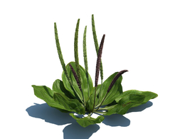 车前草植物杂草模型下载Plantago maior v3