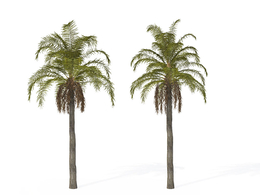 棕榈树C4D模型 Queen Palm