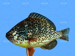 海洋鱼红耳翻车鱼C4D动画模型 redear sunfish c4d model