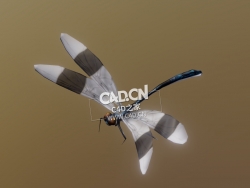 蜻蜓飞翔动画C4D模型 Dragonfly