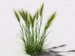 墨西哥羽毛草细茎针茅利坚草植物C4D模型 feather-grass-b3