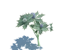 海刺芹植物杂草模型下载Eryngium maritimum v1