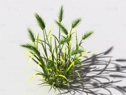 小麦植物C4D模型 wheat-c1