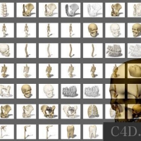 医学3D解剖骨架模型：人体骨骼 人类骨架 3D Models 3Ds Medical Skeletal-Anatomy