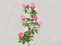 粉红色月季花C4D模型Roses - Branch - 0.41 m - 01