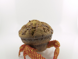 C4D Corona螃蟹糕点创意工程