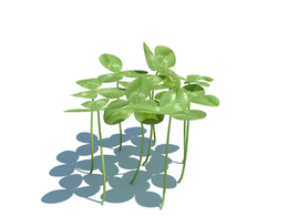 三叶草植物杂草模型下载Trifolium repens v1