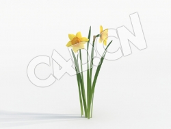 C4D两朵水仙花模型 Narcissus_D
