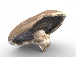 C4D蘑菇蔬菜食物模型