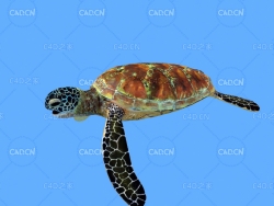 绿海龟C4D绑定动画模型 green turtle c4d model